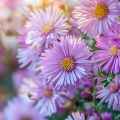 Geburtsblume September: Aster