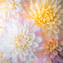 Geburtsblume November: Chrysantheme